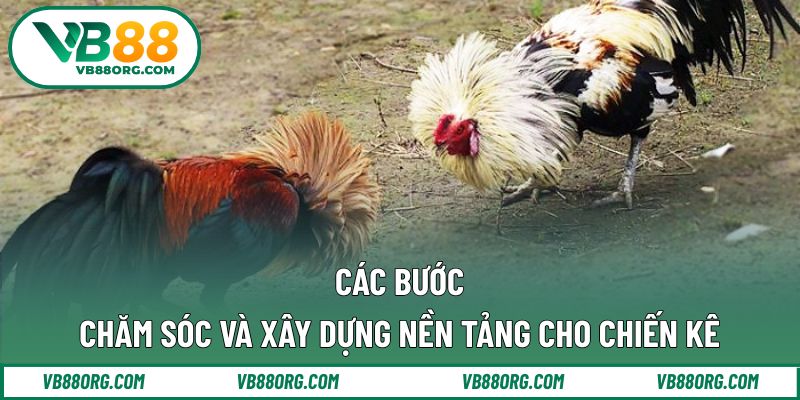 Các bước chăm sóc và xây dựng nền tảng cho chiến kê