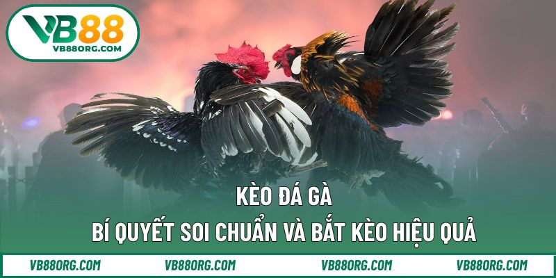 kèo đá gà