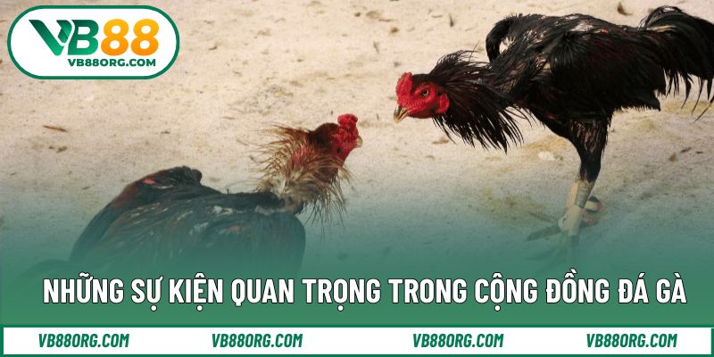 Những sự kiện quan trọng trong cộng đồng đá gà