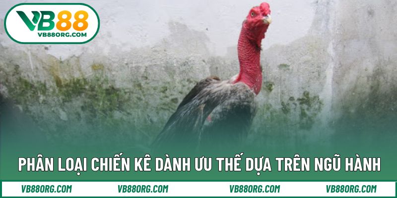 Phân loại chiến kê dành ưu thế dựa trên ngũ hành